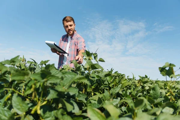 Bir çiftçi yeşil fasulye tarlasını teftiş eder. Hasat konsepti