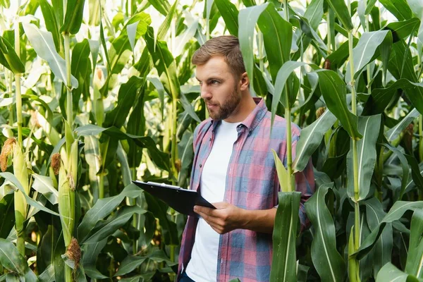 Egy Ember Megvizsgál Egy Kukoricamezőt Kártevőket Keres Sikeres Mezőgazdasági Termelők — Stock Fotó