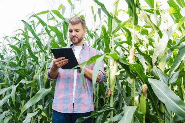 Agronomist Houdt Tablet Touch Pad Computer Het Maïsveld Het Onderzoeken — Stockfoto