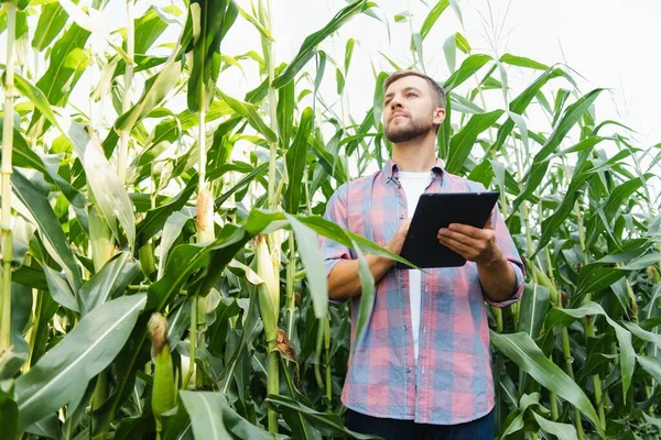 Człowiek Sprawdza Pole Kukurydzy Szuka Szkodników Skuteczna Działalność Rolnicza Rolnicza — Zdjęcie stockowe