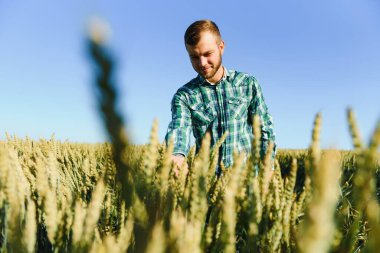 mutlu olgun teknisyen bir tahıl alanda kalite kontrol için buğday büyüme yaz aylarında denetleme