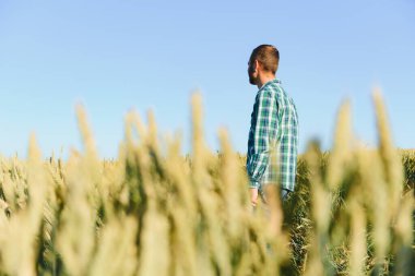 mutlu olgun teknisyen bir tahıl alanda kalite kontrol için buğday büyüme yaz aylarında denetleme