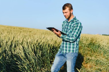 mutlu olgun teknisyen bir tahıl alanda kalite kontrol için buğday büyüme yaz aylarında denetleme