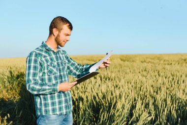 mutlu olgun teknisyen bir tahıl alanda kalite kontrol için buğday büyüme yaz aylarında denetleme
