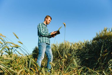 mutlu olgun teknisyen bir tahıl alanda kalite kontrol için buğday büyüme yaz aylarında denetleme