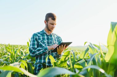 Mısır tarlasında tablet kullanan mutlu çiftçi ya da tarımcı. Arka planda sulama sistemi. Organik tarım ve gıda üretimi