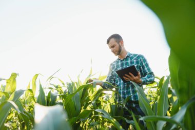 Mısır tarlasında tablet kullanan mutlu çiftçi ya da tarımcı. Arka planda sulama sistemi. Organik tarım ve gıda üretimi