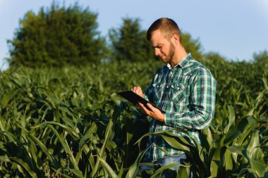 Çiftçi teftiş yapan Mısır alan yaz güneşli gün