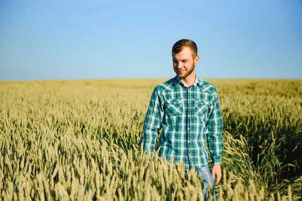 Happy Mature Technician Checking Growth Wheat Quality Control Cereal Field — Stock Photo, Image