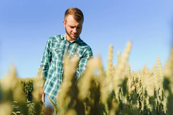 Happy Mature Technician Checking Growth Wheat Quality Control Cereal Field — Stock Photo, Image