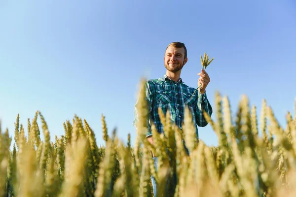 Felice Tecnico Maturo Che Controlla Crescita Del Grano Controllo Qualità — Foto Stock