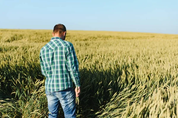 Happy Mature Technician Checking Growth Wheat Quality Control Cereal Field — Stock Photo, Image