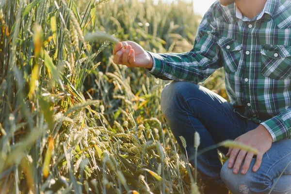 Jovem Agricultor Num Campo Trigo Antes Colheita — Fotografia de Stock