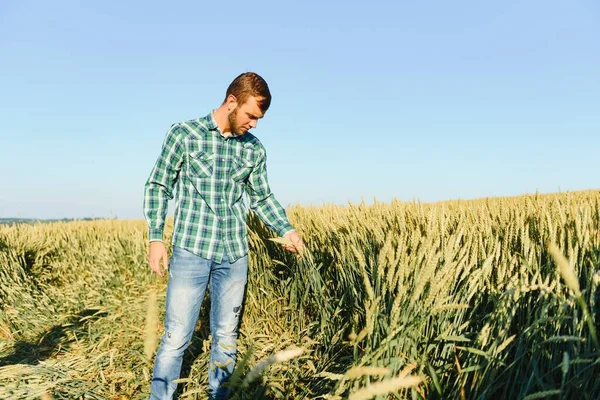 Фермер Пшеничном Поле Проверяет Качество Зерновых Культур — стоковое фото