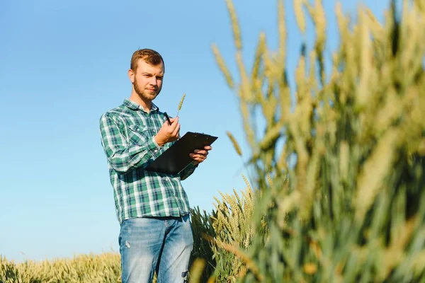Çiftçi Buğday Tarlası Işlemini Kontrol Ediyor Tableti Internet Kullanarak Tutuyor — Stok fotoğraf
