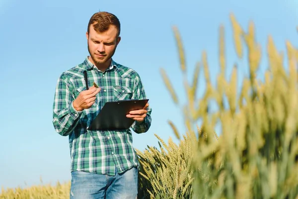 Landwirt Überprüft Fortschritte Auf Weizenfeld Hält Tablet Internet — Stockfoto