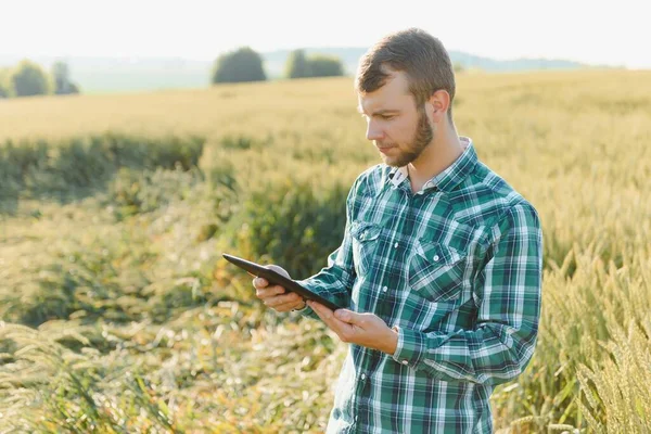 Elinde Tabletle Yeşil Buğday Tarlasında Çiftçi Akıllı Çiftlik Çiftçi Tarladaki — Stok fotoğraf