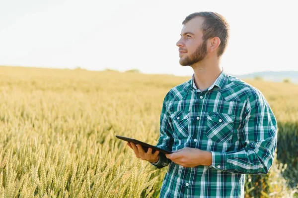Elinde Tabletle Yeşil Buğday Tarlasında Çiftçi Akıllı Çiftlik Çiftçi Tarladaki — Stok fotoğraf