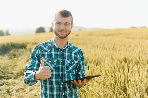 Ung Jordbrukare Ett Vetefält Före Skörden — Stockfoto