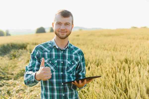 Jovem Agricultor Num Campo Trigo Antes Colheita — Fotografia de Stock