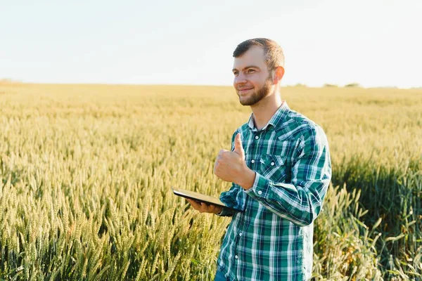 Farmer on a green wheat field with a tablet in his hands. Smart farm. Farmer checking his crops on an agricultural field. Ripening ears of wheat field. The concept of the agricultural business.