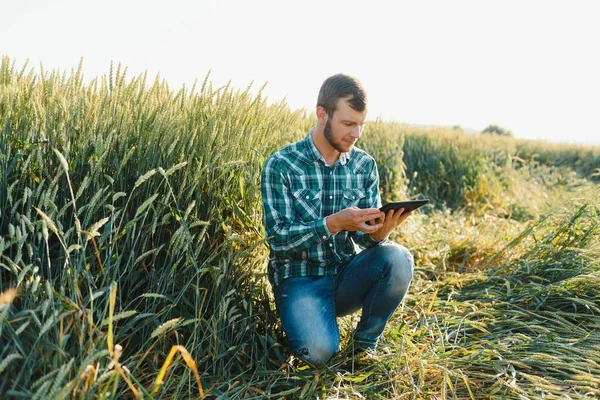 Çiftçi Buğday Tarlası Işlemini Kontrol Ediyor Tableti Internet Kullanarak Tutuyor — Stok fotoğraf