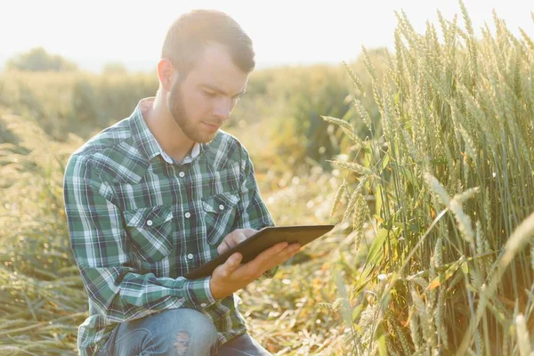 检查小麦生长的谷物字段中的质量控制在夏天的快乐成熟技术员 — 图库照片