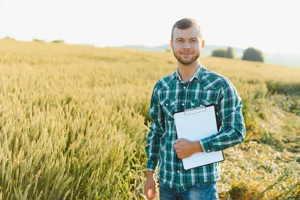 Agricoltore Campo Grano Controlla Qualità Delle Colture — Foto Stock