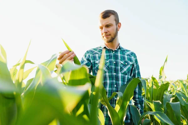 Young Farmer Inspects Field Green Corn Agricultural Industry — Stock Photo, Image