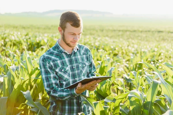 Gelukkige Jonge Boer Agronomist Met Behulp Van Tablet Maïsveld Irrigatiesysteem — Stockfoto