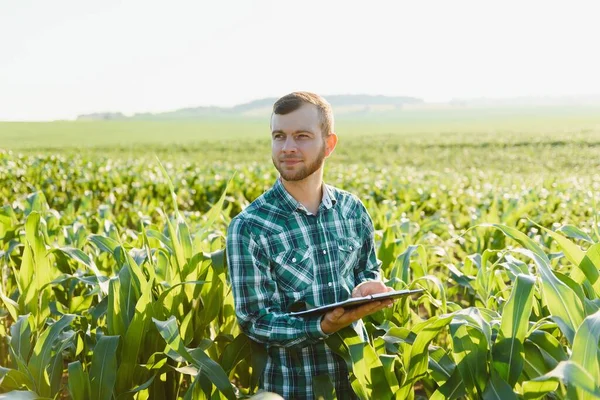 Fiatal Gazda Egy Zöld Kukoricaföldet Vizsgál Mezőgazdasági Ipar — Stock Fotó