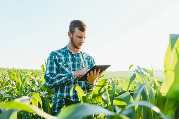 Mısır tarlasında tablet kullanan mutlu çiftçi ya da tarımcı. Arka planda sulama sistemi. Organik tarım ve gıda üretimi