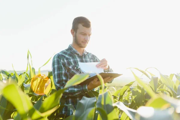 Farmer Inspecting Corn Field Summer Sunny Day — Stock Photo, Image