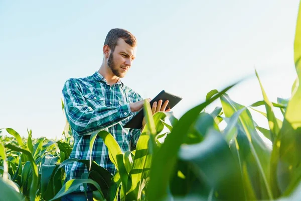 Jungbauer Inspiziert Ein Feld Mit Grünem Mais Agrarindustrie — Stockfoto