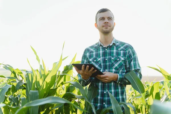 Mezőgazdasági Ellenőrző Kukorica Mező Nyári Napsütésben — Stock Fotó