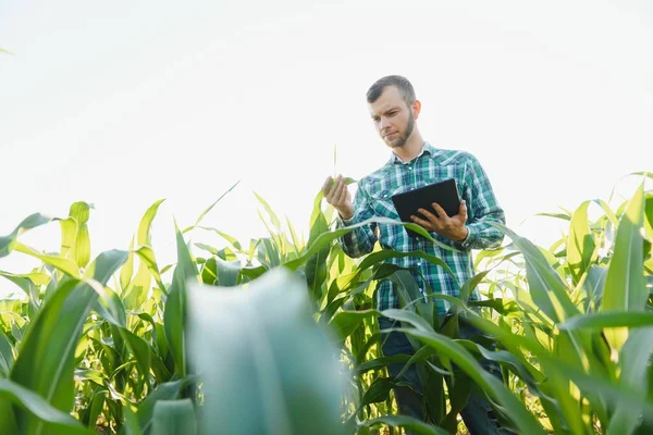 Glücklicher Jungbauer Oder Agronom Mit Tablette Maisfeld Bewässerungssystem Hintergrund Ökologischer — Stockfoto