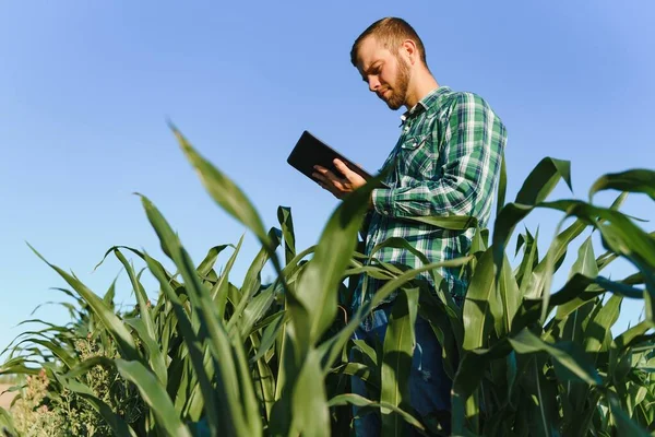 Glücklicher Jungbauer Oder Agronom Mit Tablette Maisfeld Bewässerungssystem Hintergrund Ökologischer — Stockfoto