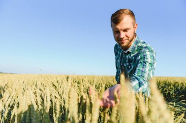 Hasattan önce tarladaki buğday bitkilerini inceleyen mutlu çiftçi ya da tarım uzmanı. Tohum gelişimini kontrol ediyorum ve büyüteçle parazit arıyorum. Organik tarım ve gıda üretimi