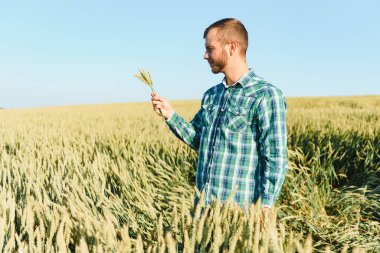 Hasattan önce bir buğday tarlasında genç bir çiftçi.