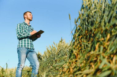 Elinde tabletle yeşil buğday tarlasında çiftçi. Akıllı çiftlik. Çiftçi tarladaki ekinlerini kontrol ediyor. Olgunlaşmış buğday tarlaları. Tarım sektörü kavramı.