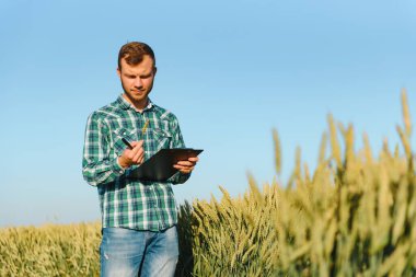 mutlu olgun teknisyen bir tahıl alanda kalite kontrol için buğday büyüme yaz aylarında denetleme