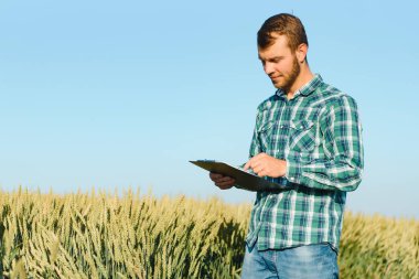 Çiftçi buğday tarlası işlemini kontrol ediyor, tableti internet kullanarak tutuyor.