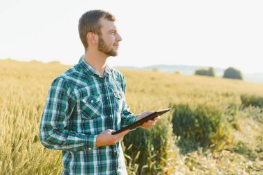 Çiftçi buğday tarlası işlemini kontrol ediyor, tableti internet kullanarak tutuyor.