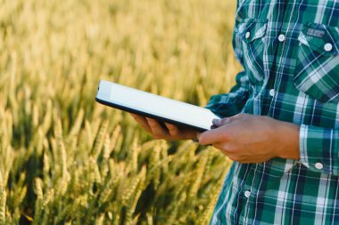Çiftçi buğday tarlası işlemini kontrol ediyor, tableti internet kullanarak tutuyor.