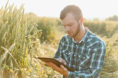 Elinde tabletle yeşil buğday tarlasında çiftçi. Akıllı çiftlik. Çiftçi tarladaki ekinlerini kontrol ediyor. Olgunlaşmış buğday tarlaları. Tarım sektörü kavramı.