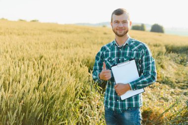 Buğday tarlasında bir çiftçi mahsulün kalitesini kontrol eder..