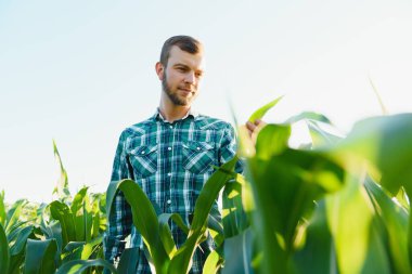 Çiftçi teftiş yapan Mısır alan yaz güneşli gün