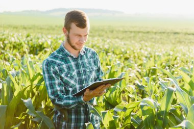 Genç çiftçi yeşil mısır tarlasını inceliyor. Tarım endüstrisi.