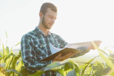 Genç çiftçi yeşil mısır tarlasını inceliyor. Tarım endüstrisi.