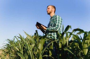 Genç çiftçi yeşil mısır tarlasını inceliyor. Tarım endüstrisi.